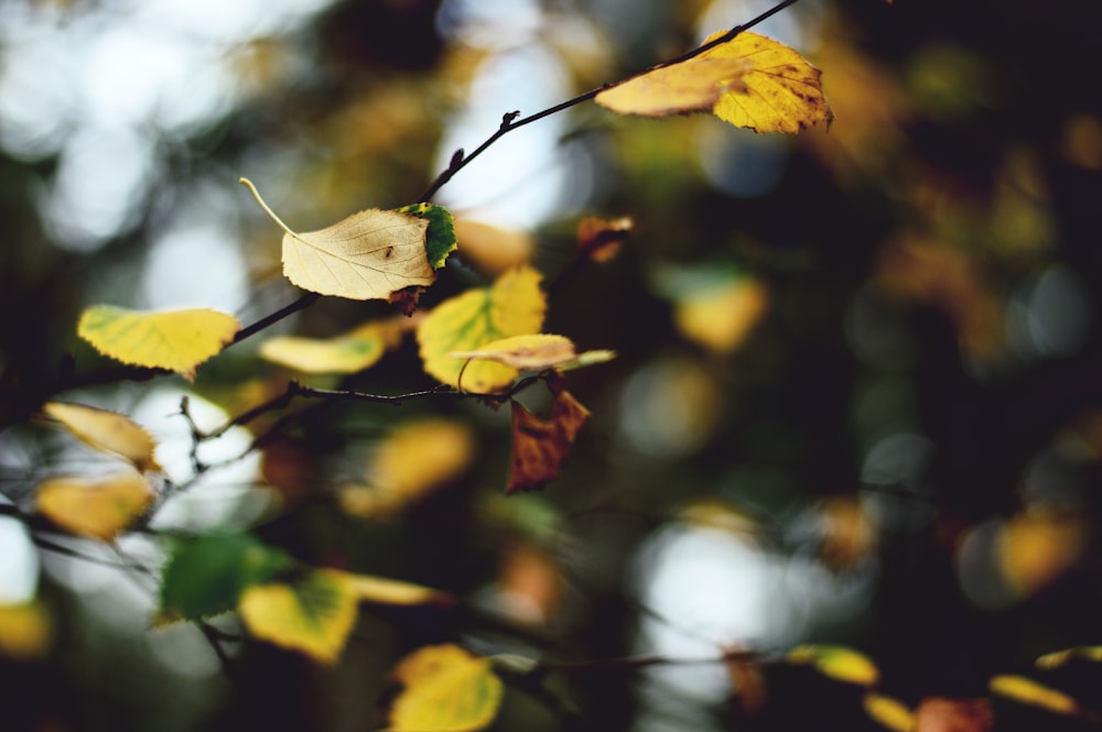 shallow focus photography of yellow leaves