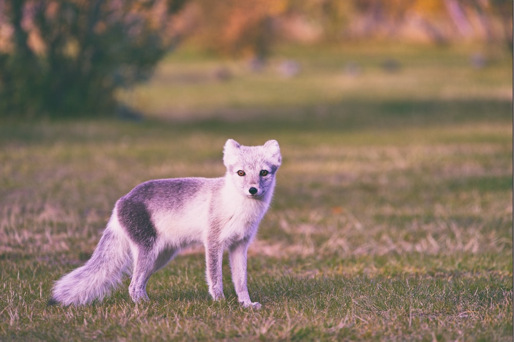 gray fox walking on field