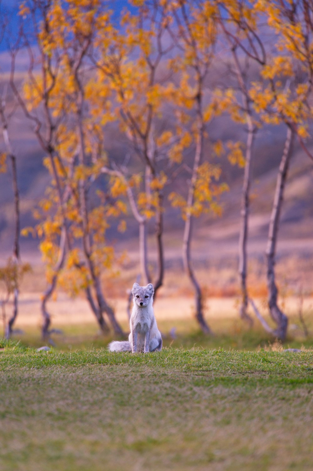 갈색 잎 나무 근처의 흰 여우의 선택적 초점 사진