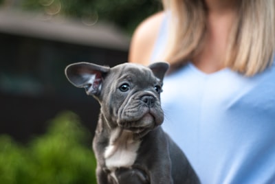 gray boston terrier puppy blue-eyed teams background