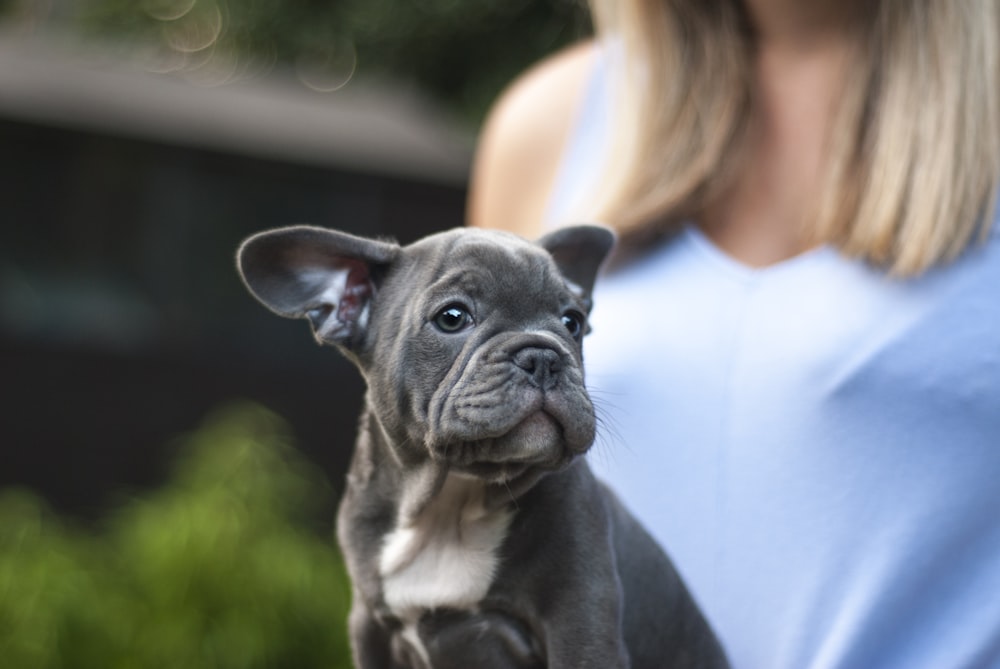 灰色のボストンテリアの子犬