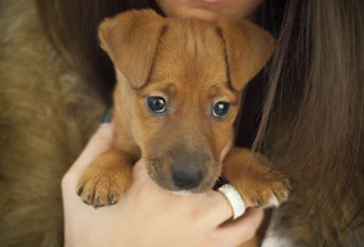 Friendly breeder handing a teacup puppy to a smiling customer at home.