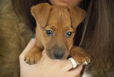 Friendly breeder handing a teacup puppy to a smiling customer at home.
