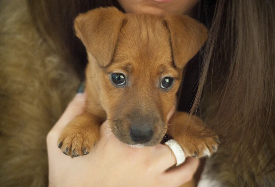 A warm-hearted volunteer gently cradling a rescued puppy in a sunny shelter room.