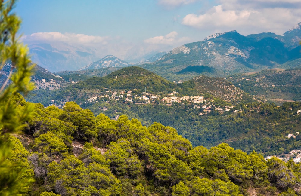 aerial photography of trees