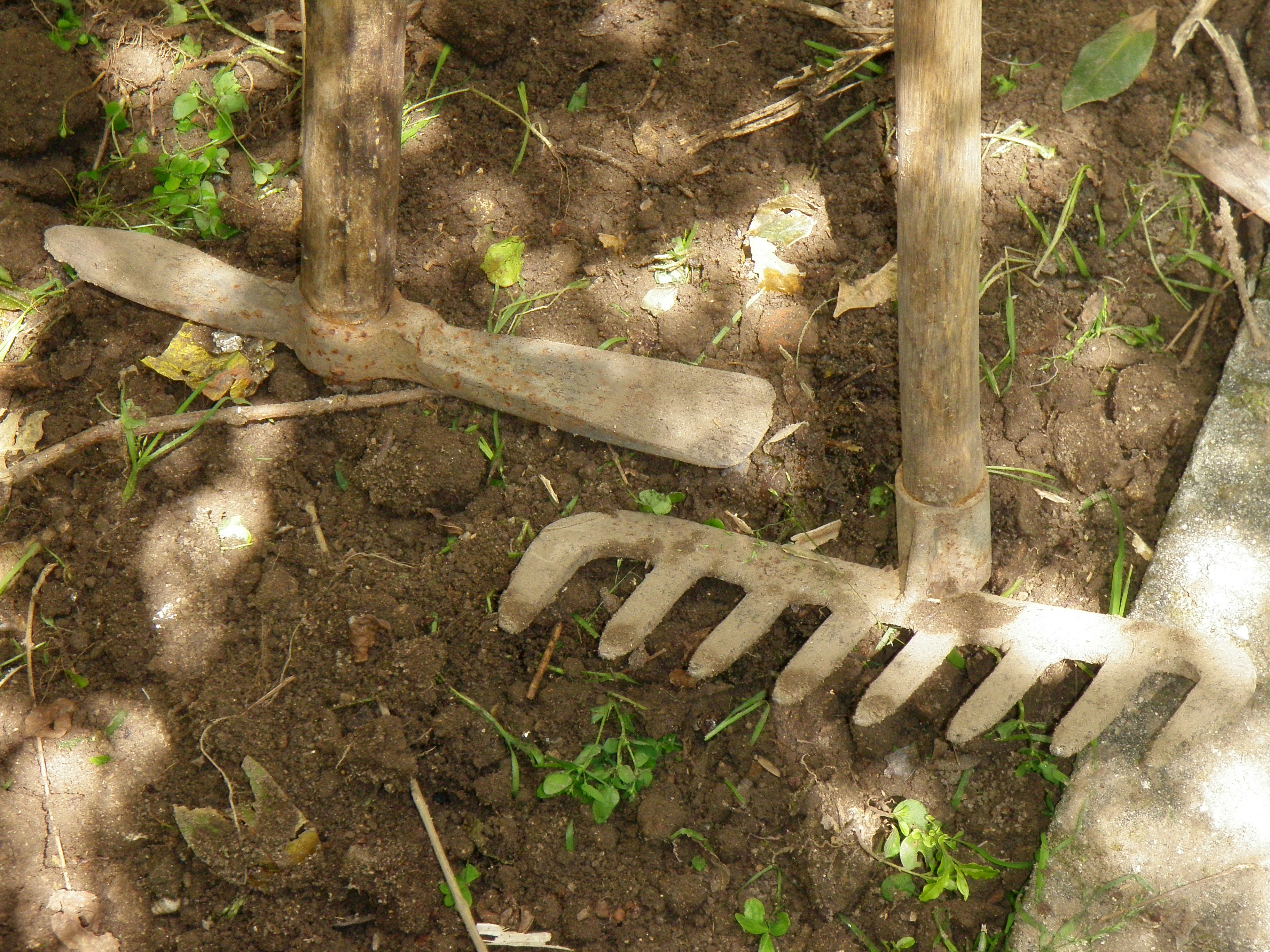 Raised bed vegetable gardening - Preparing soil with garden fork