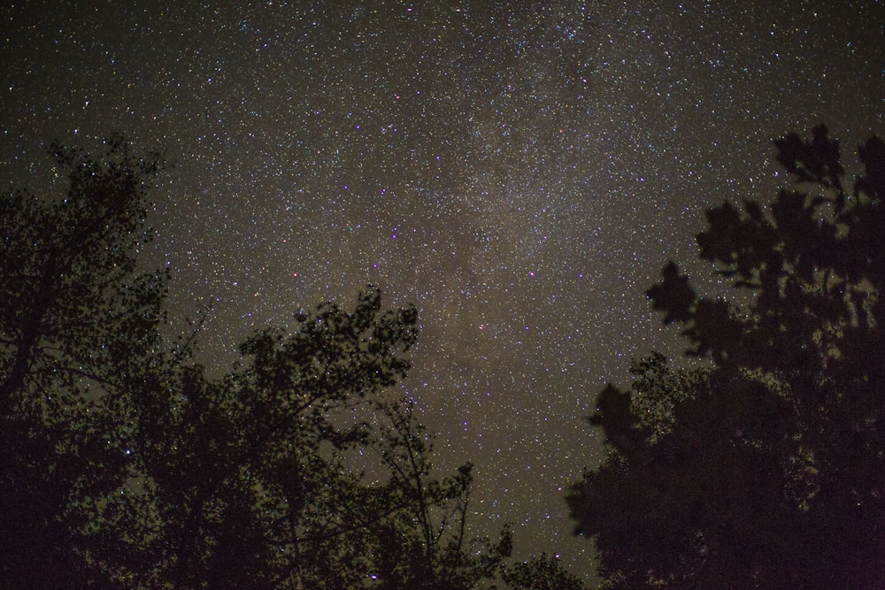 árboles durante la noche