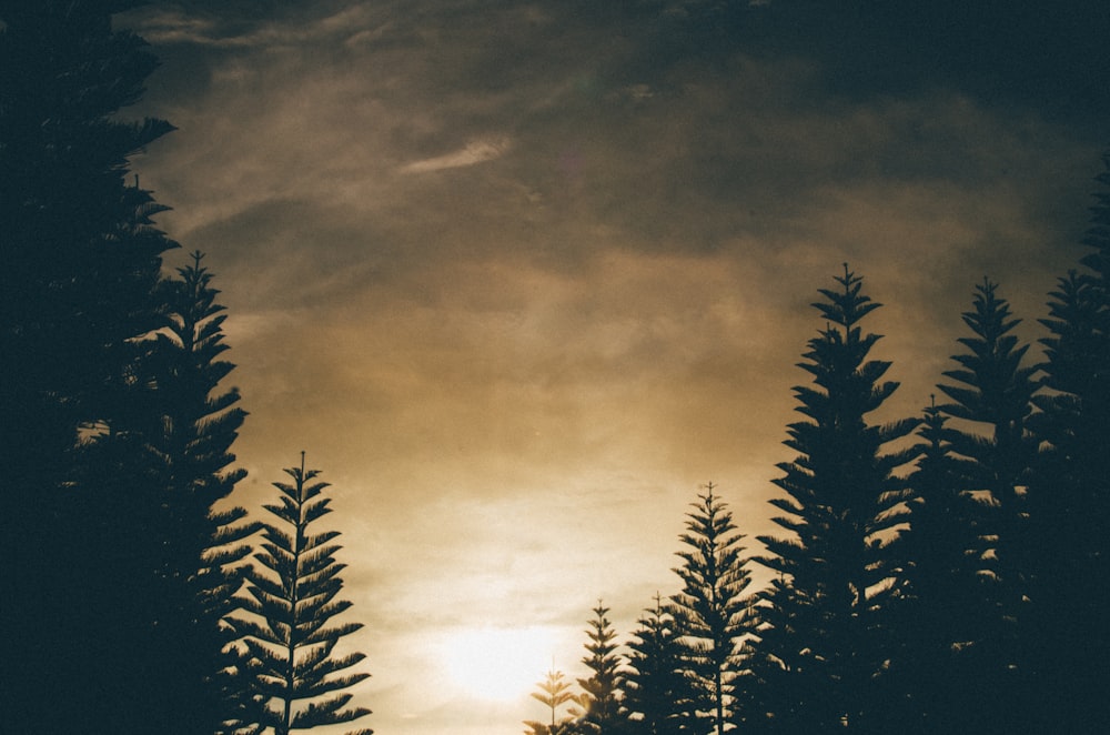 silhouette of trees under gray clouds