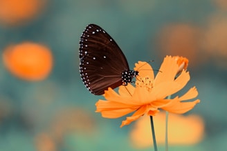 brown butterfly on orange petaled flower