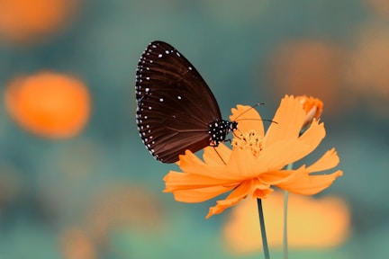 brown butterfly on orange petaled flower