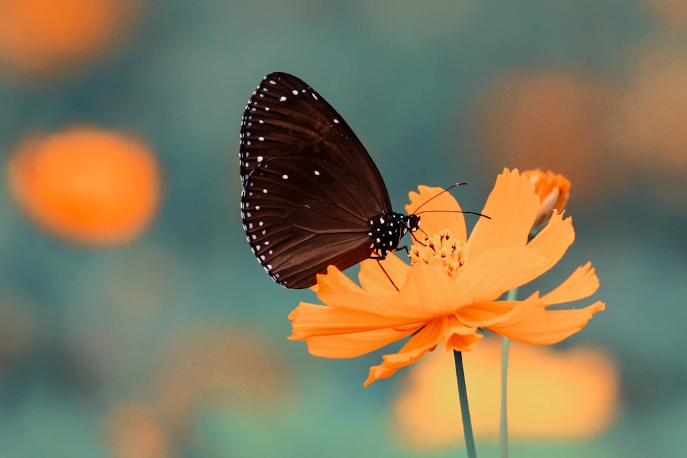 papillon brun sur fleur à pétales orange