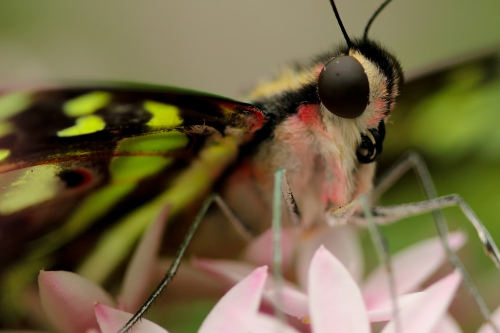 A macro shot of a butterfly on top of a flower.