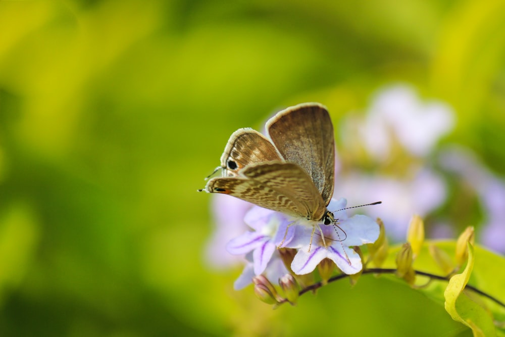 macro photography of beige butterfly on pollinating flower