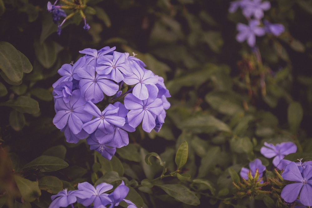 foto de closeup de flores de pétalas roxas