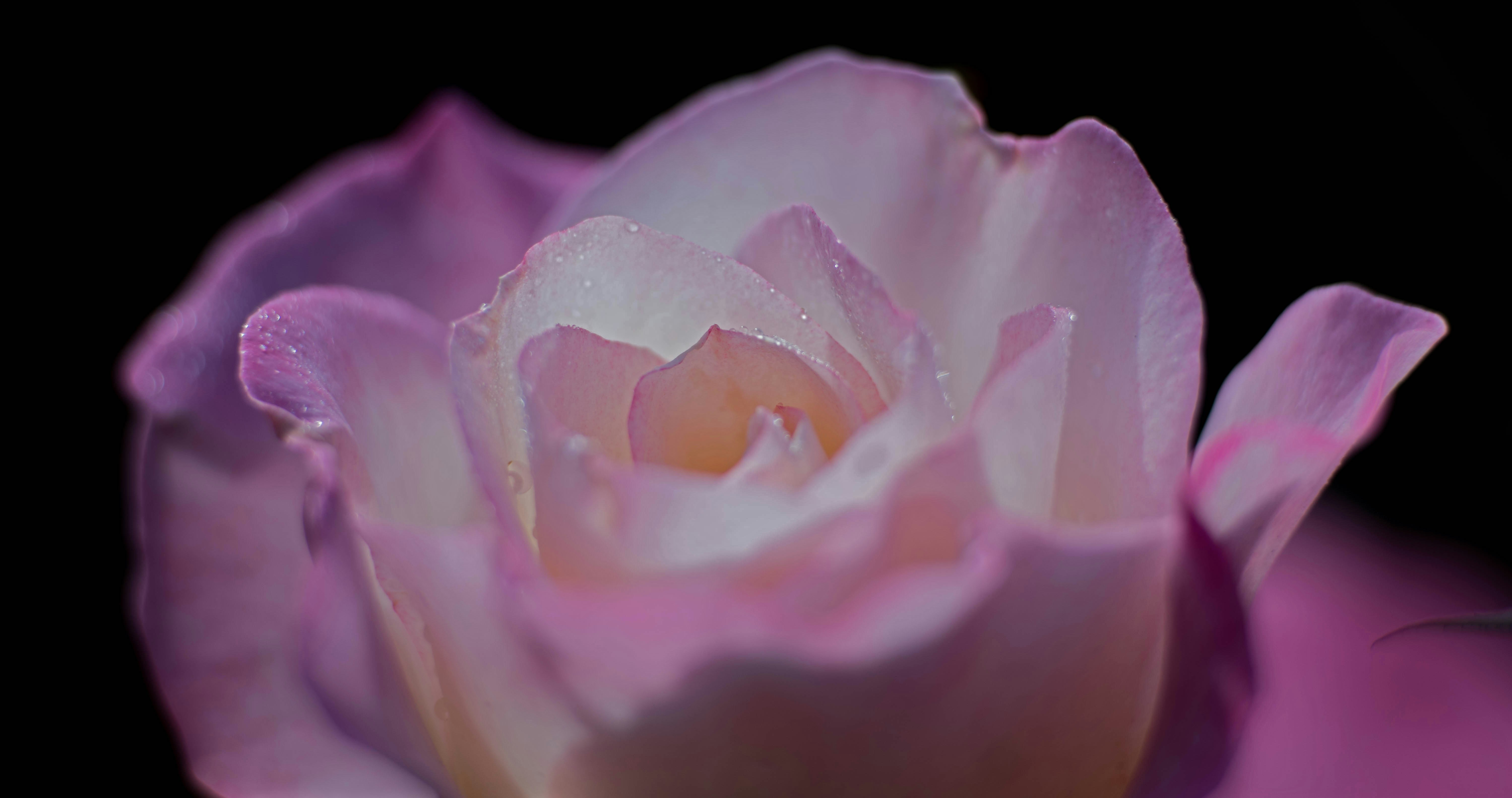 Free Unsplash photo from Richard Brown