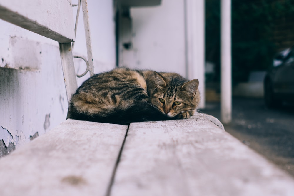 Fotografia de foco raso do gato