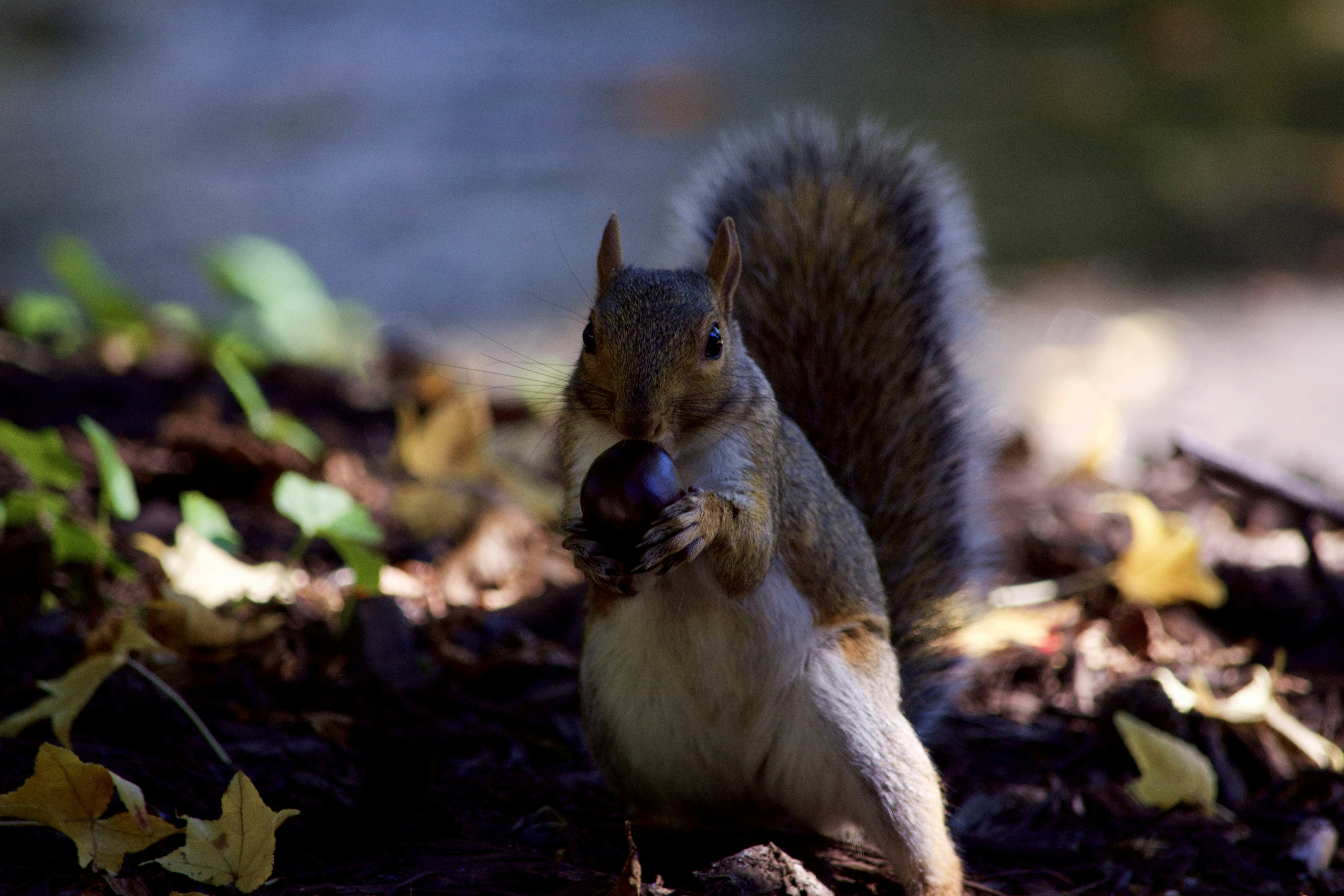 Free Unsplash photo from Ezekiel Elin