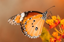 butterfly perching on orange flower