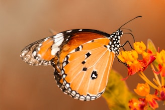 butterfly perching on orange flower