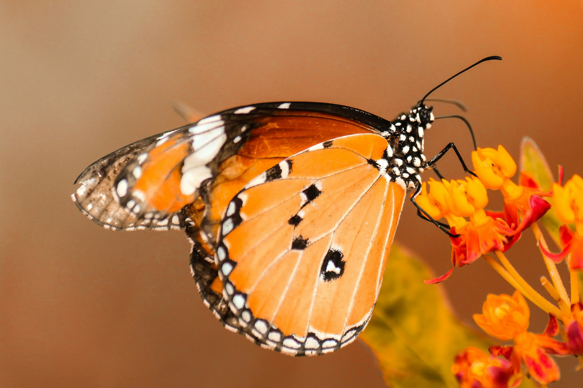 Monarchvlinder op heldere bloemen