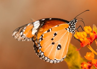 butterfly perching on orange flower