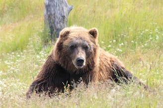 brown bear lying on grass field during daytime