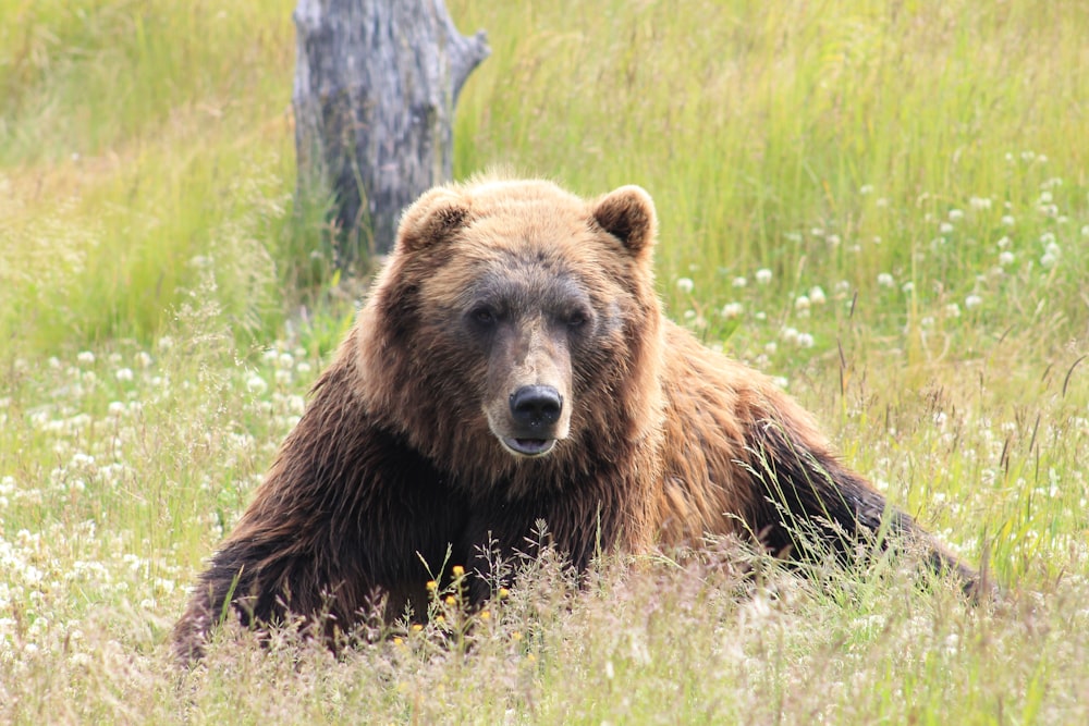 urso marrom deitado no campo de grama durante o dia