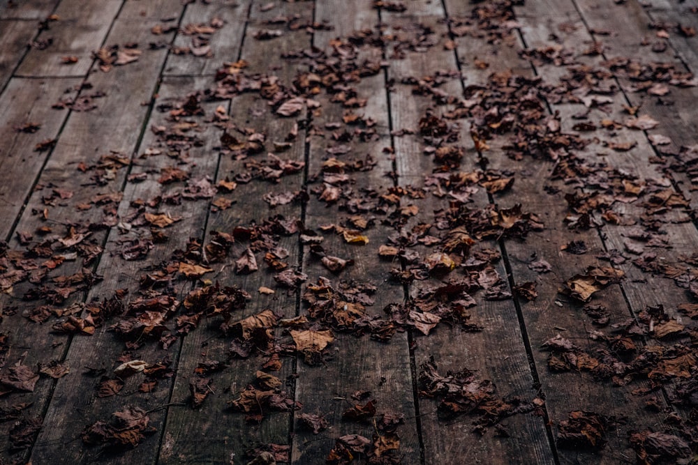 hojas marrones en el suelo de madera