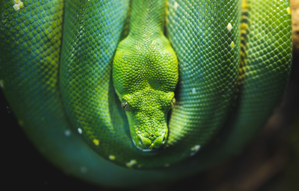 photo of green viper