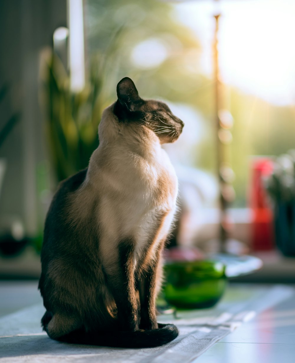 white and black cat on green textile