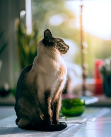 A Siamese cat sits gracefully on a surface with sunlight softly illuminating its fur. The background shows a blurred interior with green foliage and some decorative objects.