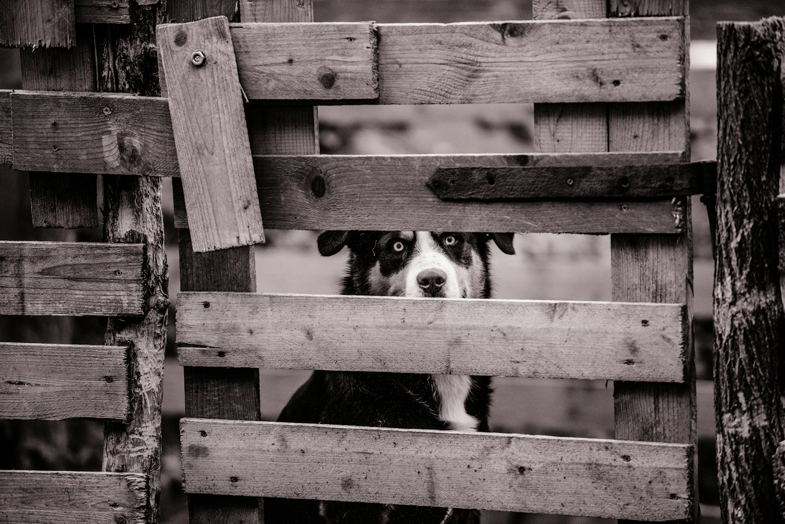 Nikon D810 + Nikon AF-S Nikkor 70-200mm F2.8G ED VR II sample photo. Dog sitting behind wooden photography