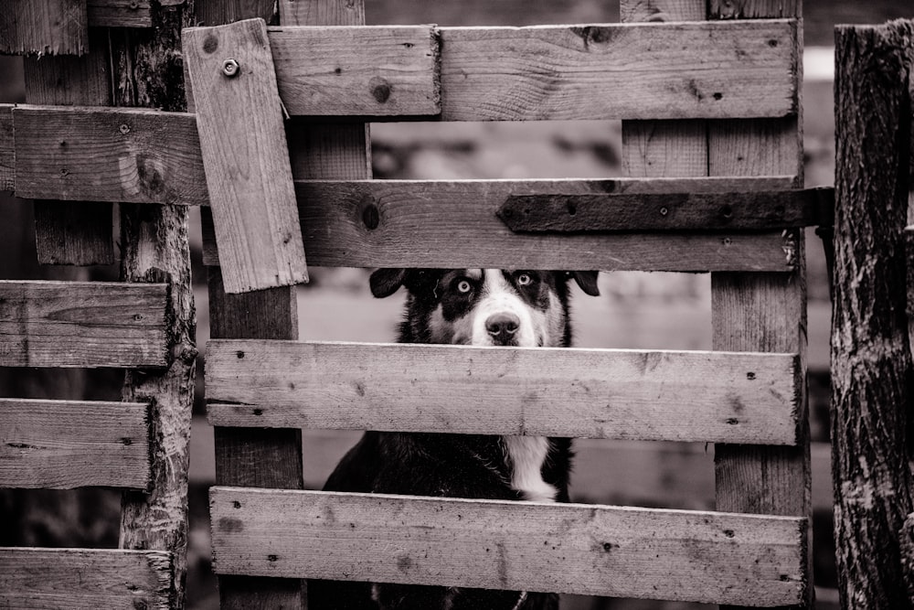dog sitting behind wooden fence