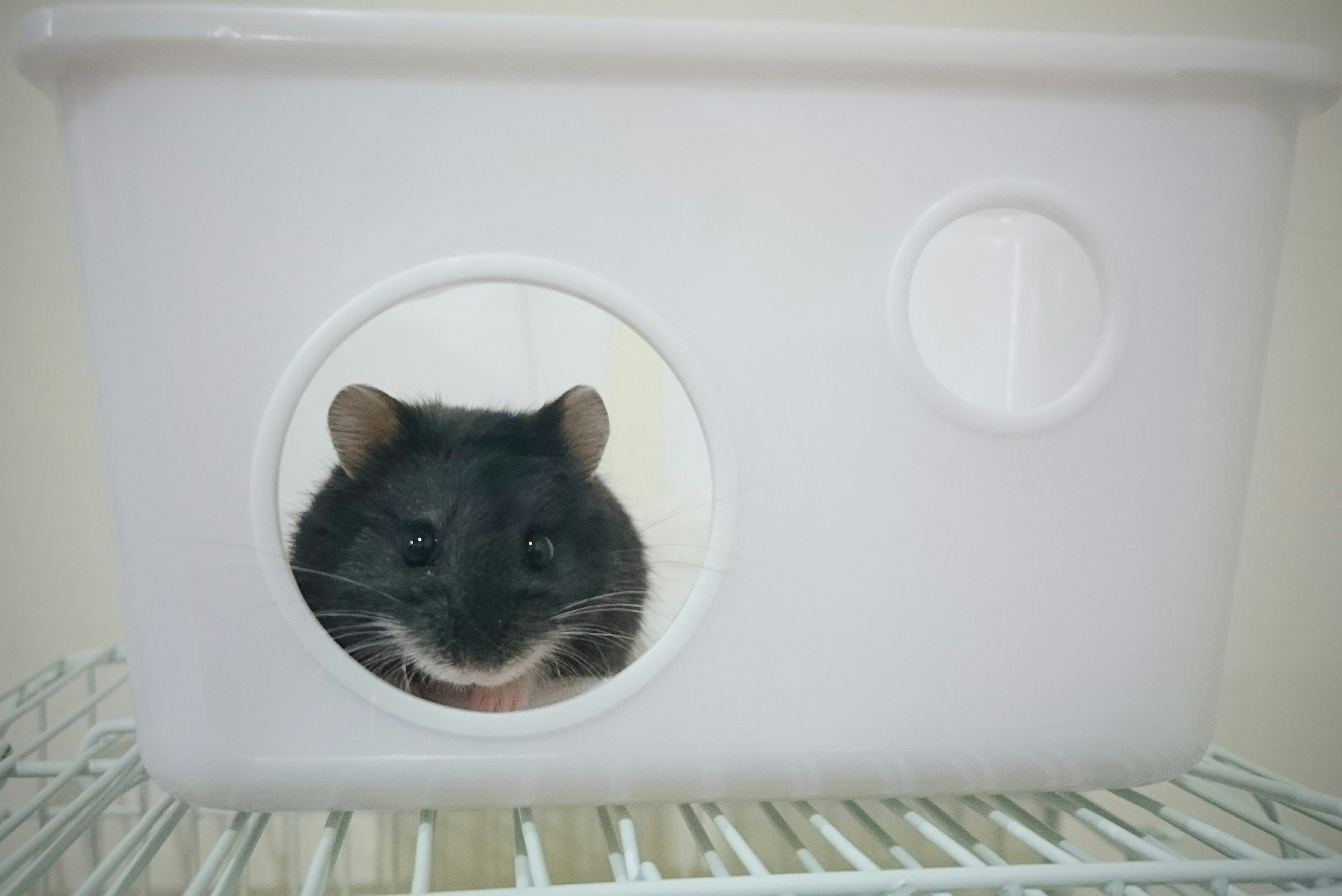 Free Unsplash photo from Sophie Liu