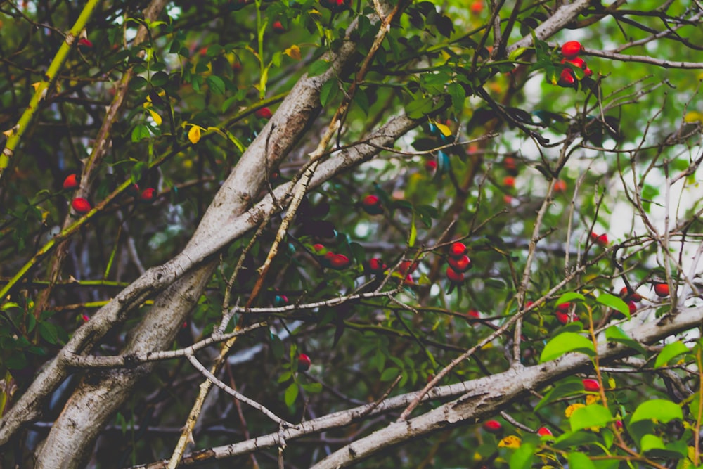 green leafed tree