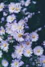 29.08.17










by luisagro flowers stories