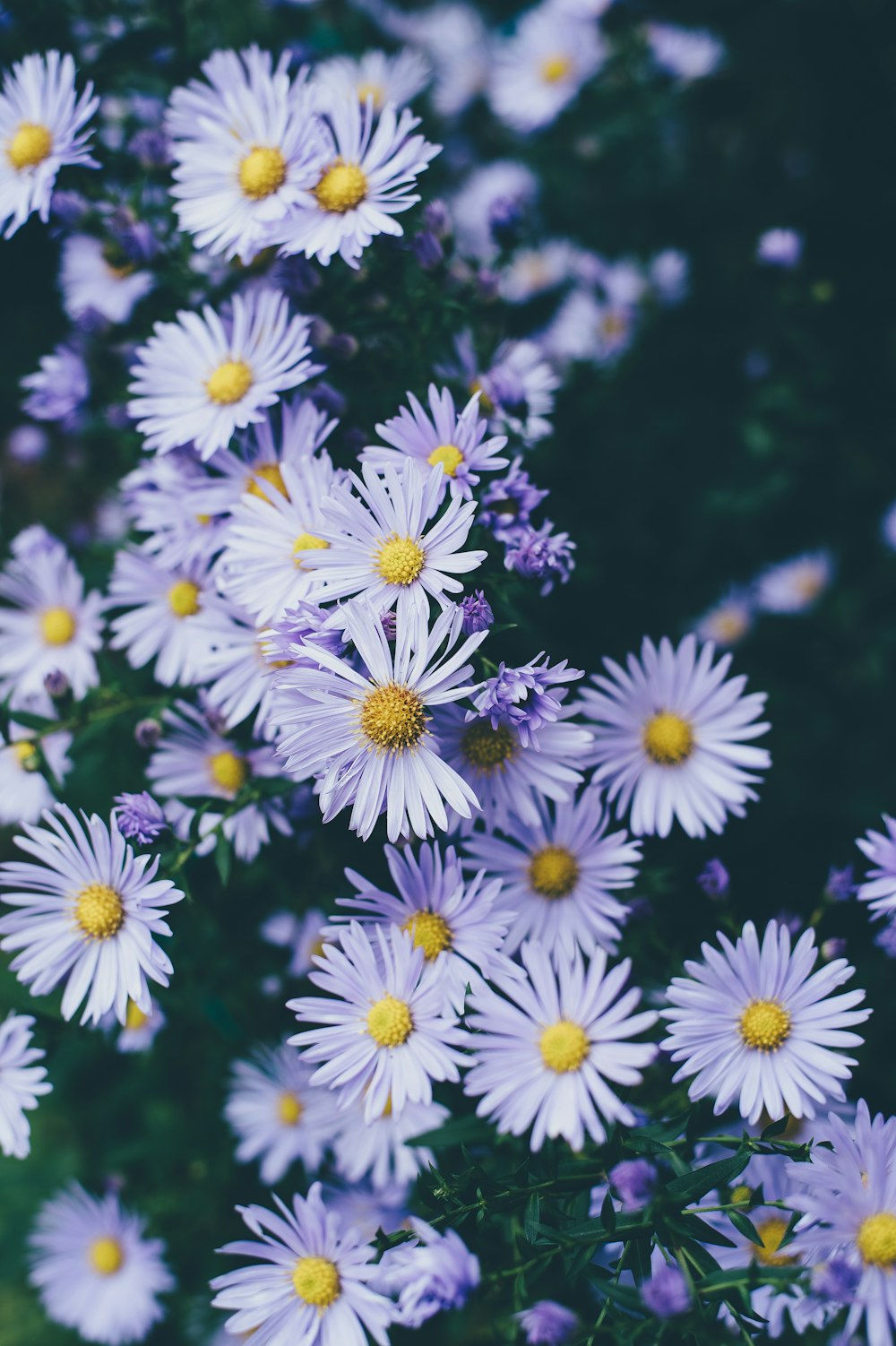 Fotografia de closeup de flores de pétalas brancas