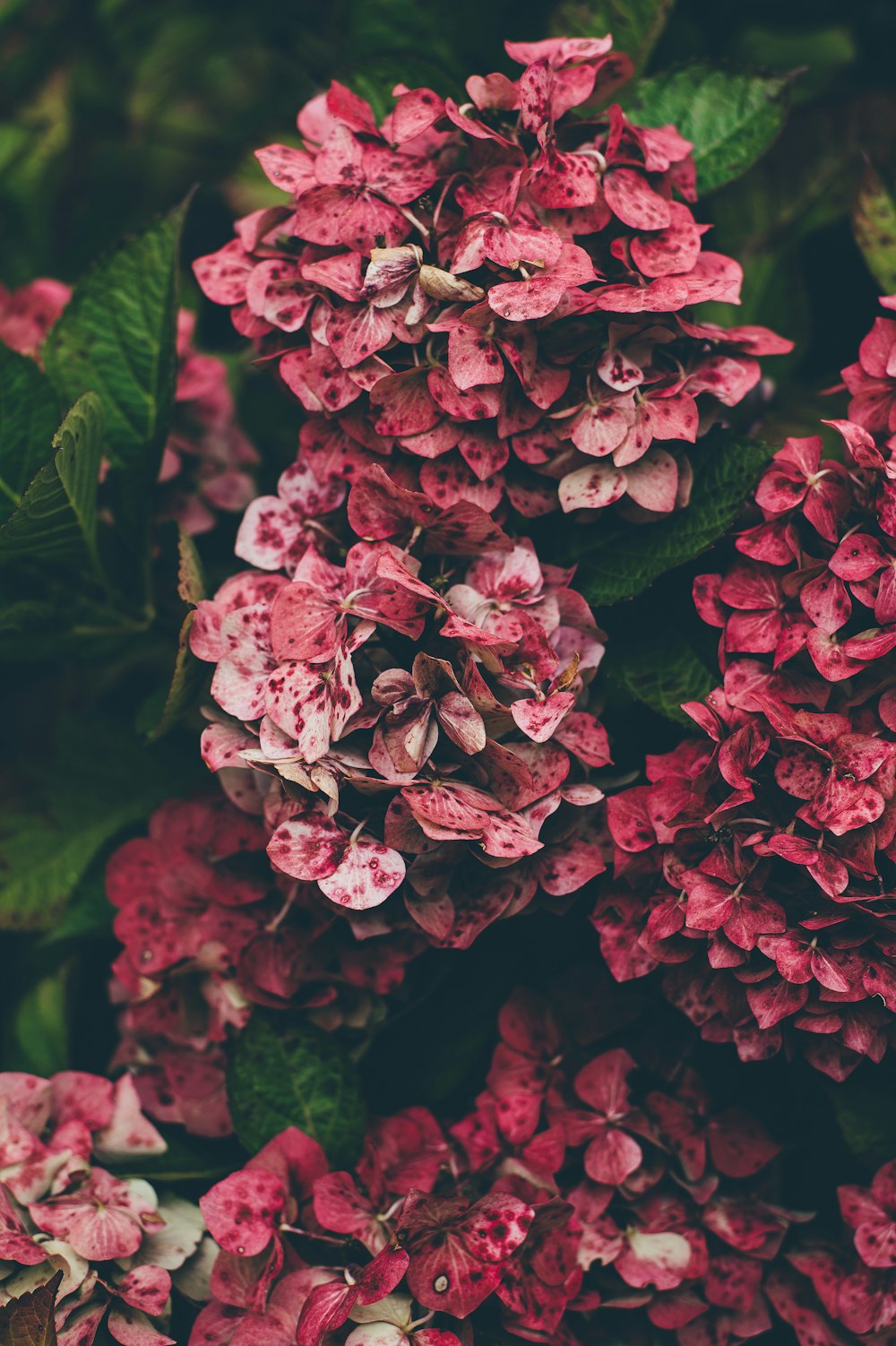 pink hydrangea flowers in close-up photography
