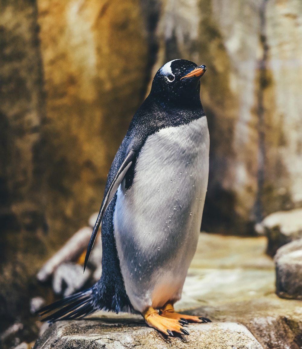 penguin on rock