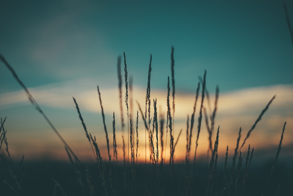 silhouette photo of plants