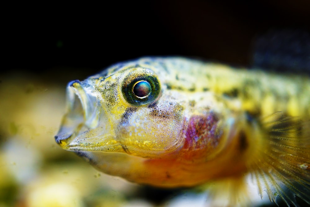 closeup photo of yellow and black fish