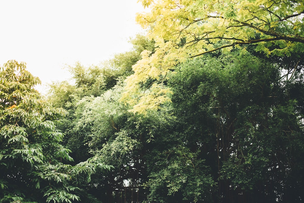 arbre vert