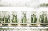 Several glass beakers lined up on a metal shelf, each containing green plant samples inside, covered with transparent wrap. The setting appears to be a laboratory with bright lighting and a sterile environment.