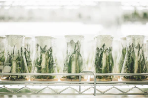 Sterile laboratory setting showing cellular tissue and regeneration evaluation compounds arranged neatly.