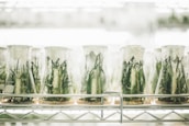 Several glass beakers lined up on a metal shelf, each containing green plant samples inside, covered with transparent wrap. The setting appears to be a laboratory with bright lighting and a sterile environment.