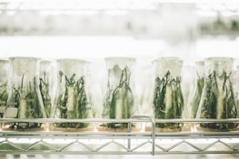 Several glass beakers lined up on a metal shelf, each containing green plant samples inside, covered with transparent wrap. The setting appears to be a laboratory with bright lighting and a sterile environment.