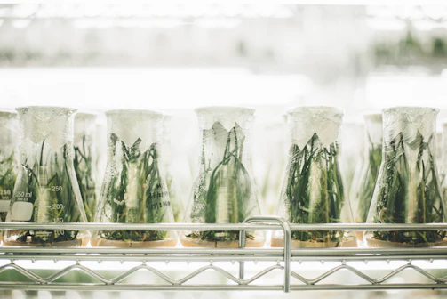 Sterile laboratory setting showing cellular tissue and regeneration evaluation compounds arranged neatly.