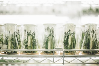 Several glass beakers lined up on a metal shelf, each containing green plant samples inside, covered with transparent wrap. The setting appears to be a laboratory with bright lighting and a sterile environment.