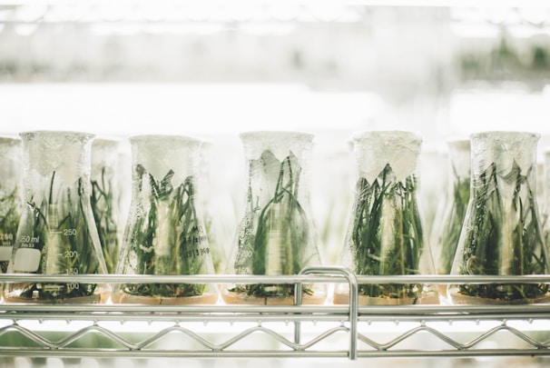 Several glass beakers lined up on a metal shelf, each containing green plant samples inside, covered with transparent wrap. The setting appears to be a laboratory with bright lighting and a sterile environment.