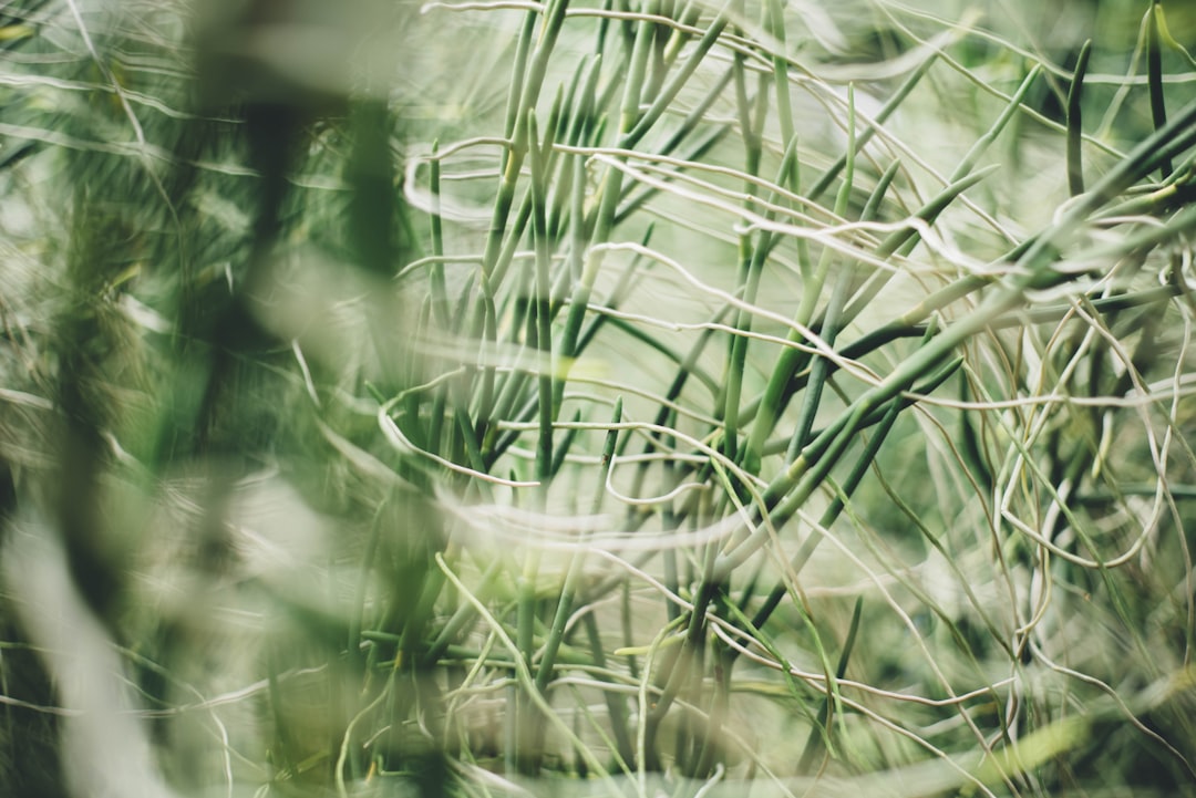 green-leafed grass